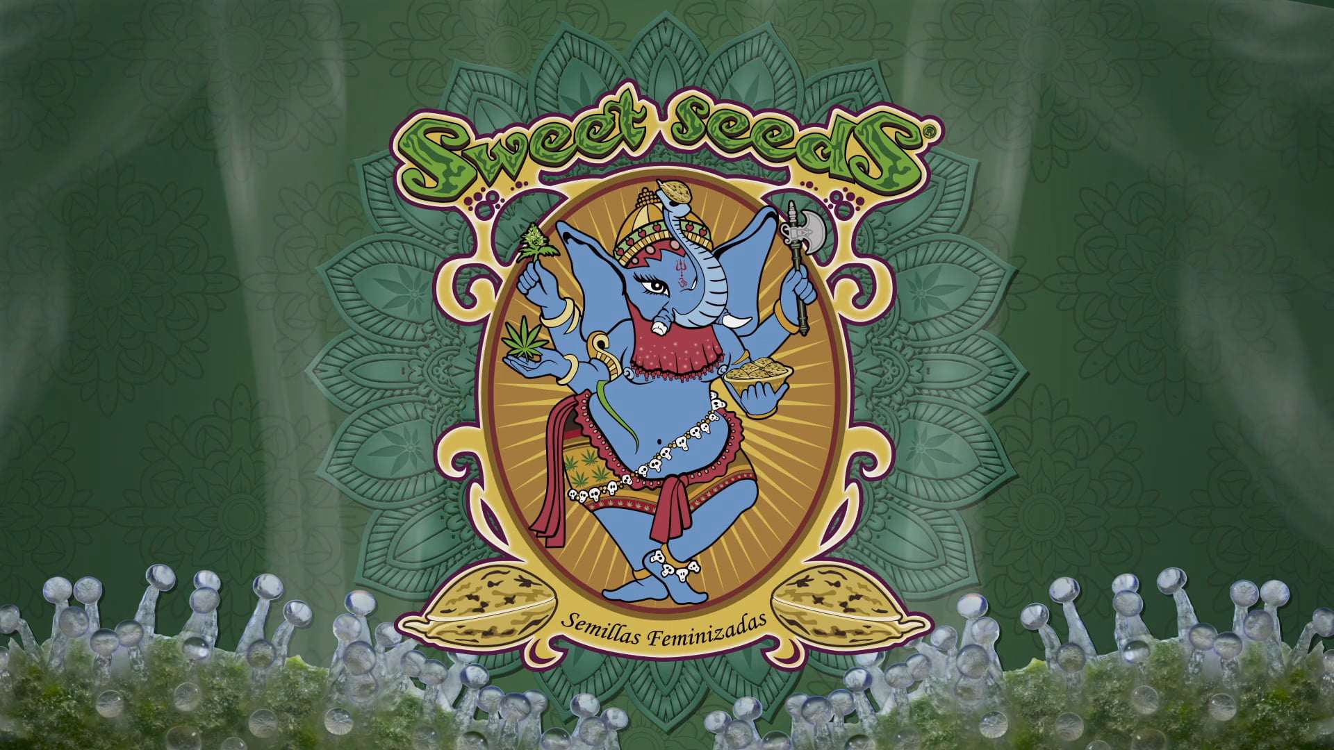 Акция на семена Sweet Seeds 2x1 (две по цене одной) в Toro Growshop