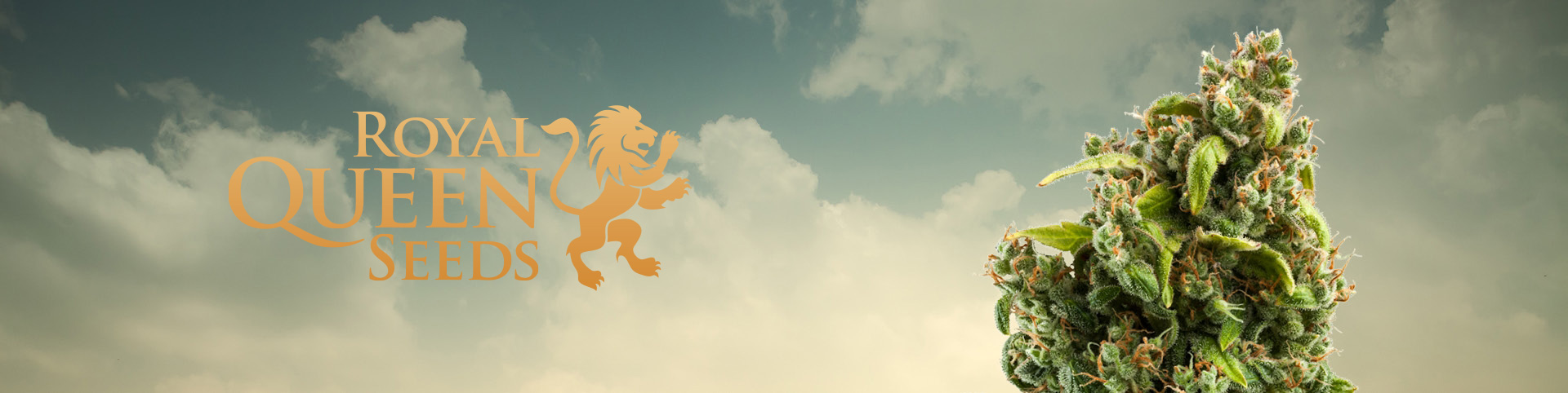 Акция на семена конопли Royal Queen Seeds 2x1